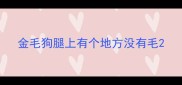 金毛狗腿上有个地方没有毛