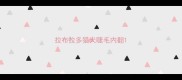 拉布拉多猎犬睫毛内翻