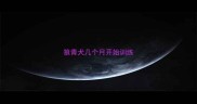 狼青犬几个月开始训练