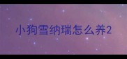 小狗雪纳瑞怎么养
