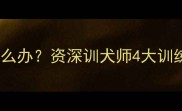 边牧突然咬主人怎么办资深训犬师4大训练法与品种特性全