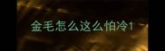金毛怎么这么怕冷