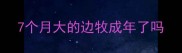 7个月大的边牧成年了吗