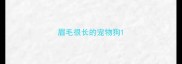 眉毛很长的宠物狗
