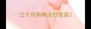 三个月狗狗没打疫苗