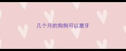 几个月的狗狗可以磨牙