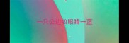 一只公边牧眼睛一蓝