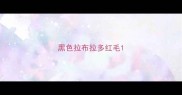 黑色拉布拉多红毛