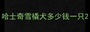 哈士奇雪橇犬多少钱一只