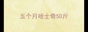 五个月哈士奇50斤