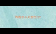 狗狗怎么处理伤口