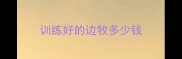 训练好的边牧多少钱