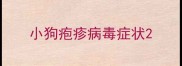 小狗疱疹病毒症状
