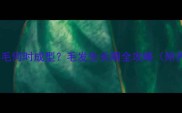 泰迪犬小卷毛何时成型毛发生长期全攻略附养护技巧