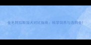 金毛阿拉斯加犬对比指南科学饲养与选购全