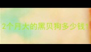 2个月大的黑贝狗多少钱
