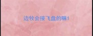 边牧会接飞盘的嘛
