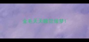 金毛天天睡觉做梦