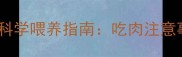 两个月大拉布拉多科学喂养指南吃肉注意事项与营养配比全