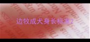 边牧成犬身长标准