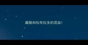 藏獒和拉布拉多的混血