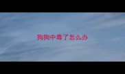 狗狗中毒了怎么办