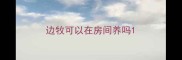 边牧可以在房间养吗