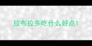拉布拉多吃什么好点