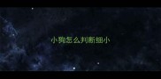 小狗怎么判断细小