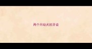 两个月幼犬的牙齿