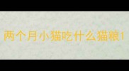 两个月小猫吃什么猫粮