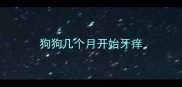 狗狗几个月开始牙痒
