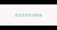 成犬拉布拉多驱虫