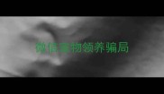 微信宠物领养骗局