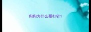 狗狗为什么要打针