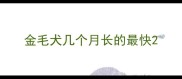 金毛犬几个月长的最快