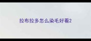 拉布拉多怎么染毛好看