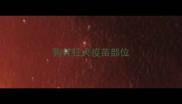 狗打狂犬疫苗部位