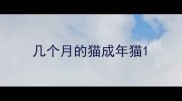 几个月的猫成年猫