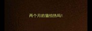 两个月的猫怕热吗