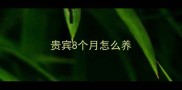贵宾8个月怎么养
