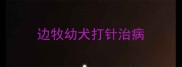 边牧幼犬打针治病