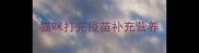 猫咪打完疫苗补充营养