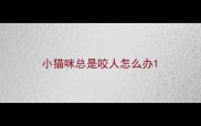 小猫咪总是咬人怎么办