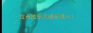 拉布拉多犬成年很小