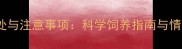 养宠物的好处与注意事项科学饲养指南与情感陪伴价值