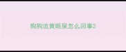 狗狗流黄眼屎怎么回事
