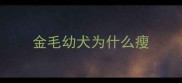金毛幼犬为什么瘦