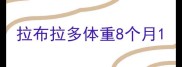 拉布拉多体重8个月