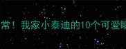 超萌拆家日常我家小泰迪的10个可爱瞬间全记录